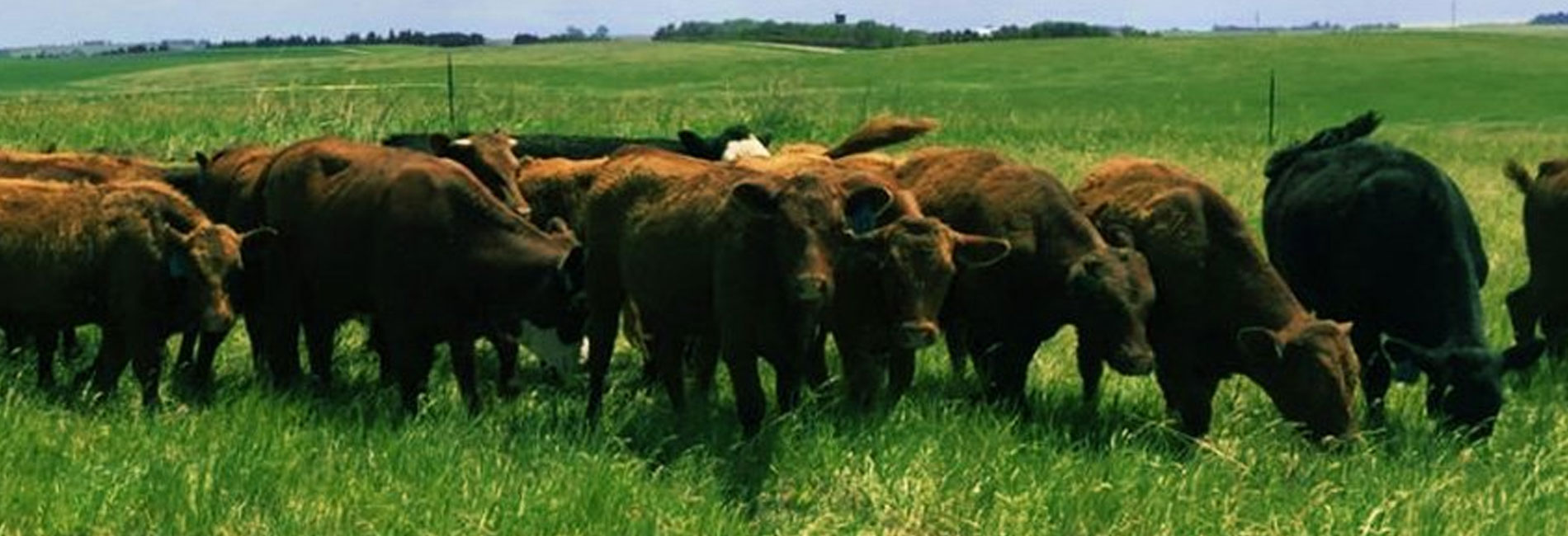 Cows In Field